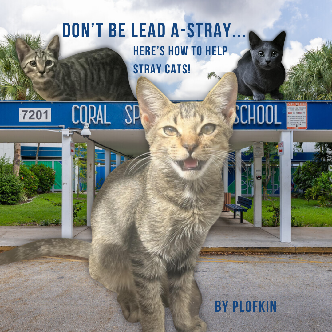 Don't Be Led A-Stray... Here's a Way To Help Care for Stray Cats