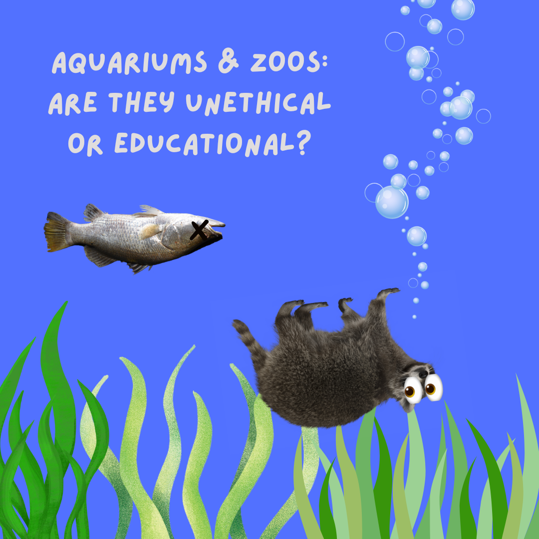 Aquariums & Zoos: Are they Unethical or Educational?